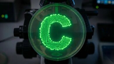 عقود باهتة للقرود المملة: أسعار NFTs تقفز 81% رغم تراجع المبيعات