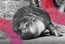 عملة ميم "مو دينج" تشهد ارتفاعاً بعد تغريم رجل دخل حظيرة فرس النهر القزم الفيروسي