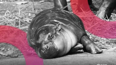 عملة ميم "مو دينج" تشهد ارتفاعاً بعد تغريم رجل دخل حظيرة فرس النهر القزم الفيروسي