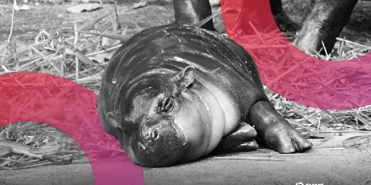 عملة ميم "مو دينج" تشهد ارتفاعاً بعد تغريم رجل دخل حظيرة فرس النهر القزم الفيروسي