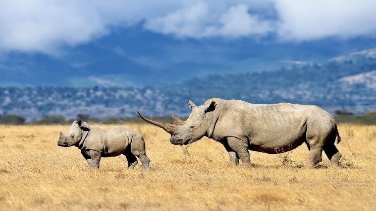 سافاريكوم تتعاون مع تشيناليسيس بينما يستهدف الذكاء الاصطناعي المدفوعات المرتبطة بتجارة الحياة البرية غير القانونية