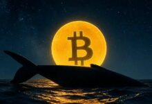 حوت يستسلم: يبيع كل البيتكوين التي جمعها العام الماضي بخسارة – إليك متوسط سعر الشراء وحجم الخسارة