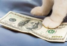 من 0.19 دولار إلى 0.08 دولار: لماذا تعرض رمز CashCat الفيروسي لانهيار سريع بنسبة 60%