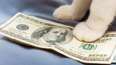 من 0.19 دولار إلى 0.08 دولار: لماذا تعرض رمز CashCat الفيروسي لانهيار سريع بنسبة 60%