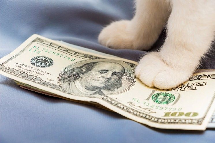 من 0.19 دولار إلى 0.08 دولار: لماذا تعرض رمز CashCat الفيروسي لانهيار سريع بنسبة 60%