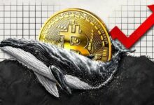 الحيتان تتحدى التقلبات وتجمع البيتكوين بهدوء بخصم 17%