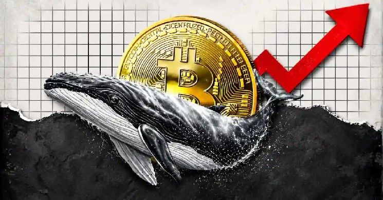 الحيتان تتحدى التقلبات وتجمع البيتكوين بهدوء بخصم 17%