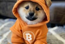معركة البيتكوين ضد البريد العشوائي تتلقى ردًا بـ'وضع DOG'