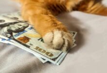 هل حوت عملة Cashcat (CASHCAT) الأكثر ربحية من الداخل؟ 90% من مبيعاته تحققت بتوقيت مثالي