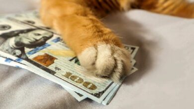 هل حوت عملة Cashcat (CASHCAT) الأكثر ربحية من الداخل؟ 90% من مبيعاته تحققت بتوقيت مثالي