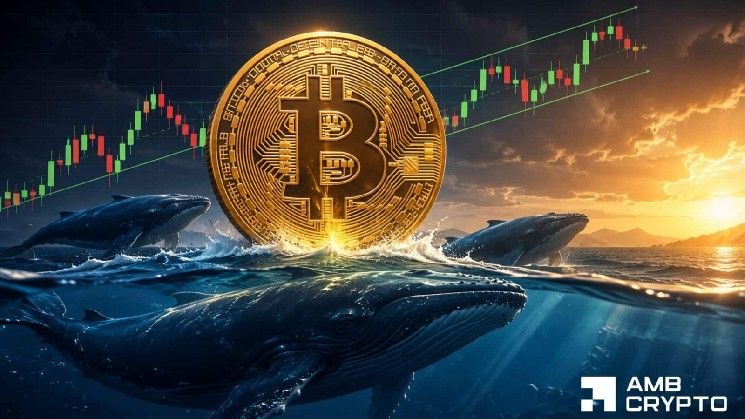 الطلب على البيتكوين يتزايد بعد سحب حوت بقيمة 198 مليون دولار – هل يصل السعر إلى 70 ألف دولار؟