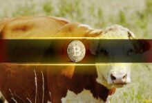 مدير الاستثمار في Bitwise يتوقع أكبر سوق صاعدة للعملات الرقمية – وهذان الاستثماران قد يقودانها