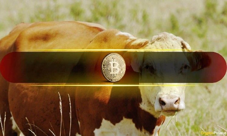مدير الاستثمار في Bitwise يتوقع أكبر سوق صاعدة للعملات الرقمية – وهذان الاستثماران قد يقودانها