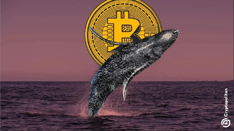 محافظ الحيتان البيتكوينية تواصل البيع، مما يضغط على مسار سعر بيتكوين
