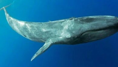 الحيتان الكبيرة في حراك نشط: تشتري وتبيع كميات ضخمة من العملات البديلة اليوم
