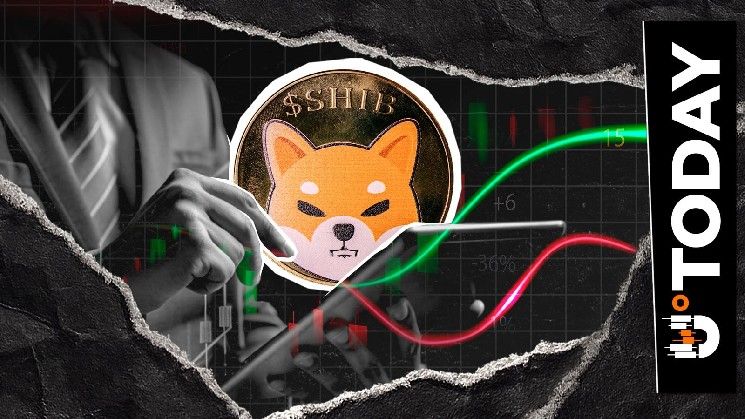 'شيبا إينو ليست ميتة': قيادي في المجتمع يدحض الروابط القديمة لـ SHIB