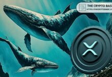 حيتان XRP تحتفظ بـ10 إلى 100 مليون توكن وتضيف 1.23 مليار XRP في 2026 رغم انهيار السعر بنسبة 43%