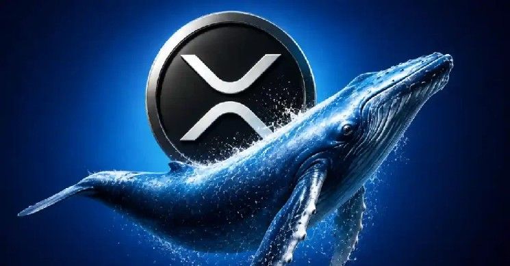 "لم يعد لديهم وقت للانتظار": الرئيس التنفيذي لـ Evernorth عن تحوّل وول ستريت المفاجئ نحو XRP بعد عقد من التردد