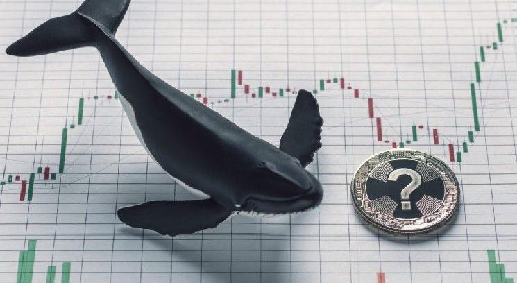 نشاط مكثف للحيتان في بيتكوين والعملات البديلة بعد بيانات التضخم — إليك التفاصيل