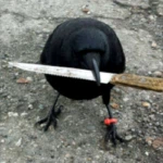 crow with knife (CAW)